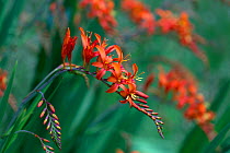 Crocosmia 'Lucifer' montbretia flowers, cultivated plant growing in garden.