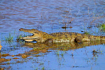 Saltwater crocodile (Crocodylus porosus) thermoregulating with mouth open. Yala National Park, Sri Lanka, March.