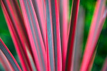Cabbage palm (Cordyline australis) 'Pink Passion' close up of leaves, cultivated plant, UK. August.