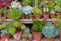 Summer house with Cacti and succulent collection, The Old Vicarage Garden, East Ruston, Norfolk, England, UK, July 2015.