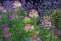 Spider flowers (Cleome hassleriana) and  South American vervain  (Verbena bonariensis) cultivated plants growing in garden, Norfolk, England, UK, August.