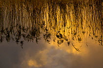 Reed reflected in water, How Hill, Norfolk, England, UK, February.