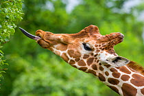 Giraffe (Giraffa camelopardalis) feeding, tongue extended captive.