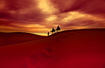 People riding Camels (Camelus dromedarius) Erg Chebbi Dunes, Sahara Desert, Morocco. March 2011.