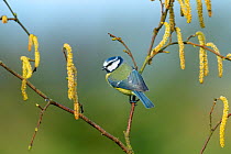 Blue tit (Cyanistes caeruleus) perched on branch with catkins in winter, England, UK, February.