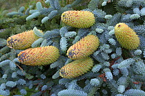 Blue spruce (Picea pungens) close up of cones, cultivated plant.