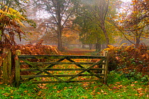 Beech tree (Fagus sylvatica) in autumn, with gate, Felbrigg Great Wood, Norfolk, UK,  November