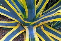 Century plant (Agave americana variegata) close up of plant, cultivated plant native to Mexico.
