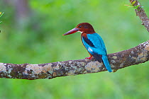 White-throated kingfisher (Halcyon smyrnensis) Yala National Park, Sri Lanka.