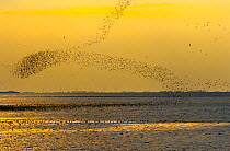 Flock of wading birds flying over The Wash, at dusk, Norfolk, UK, September 2008.