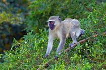 Vervet monkey (Chlorocebus pygerythrus) Natal, South Africa.