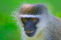 Vervet monkey (Chlorocebus pygerythrus) Natal, South Africa.
