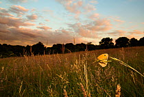 Meadow brown (Maniola jurtina) resting on grass in Cohen's Field, Hampstead Heath, London, England, UK, June.