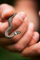 Young Grass snake (Natrix natrix) held in human hand, Hampstead Heath, London, England, UK, August.
