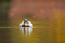 Mallard duck (Anas platyrhynchos) drake in water, Hampstead Heath, London, England, UK, November.