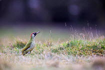 Green woodpecker (Picus viridis) female on ground, Hampstead Heath, London, England, UK, March.
