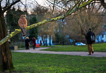 Kestrel (Falco tinnunculus) female perched with people walking in the background. Hampstead Heath, London, England, UK, February.