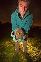 Conservationist holding Hedgehog (Erinaceus europaeus) at night during survey work, Hampstead Heath, London, England, UK. September.