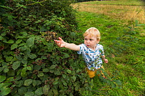 Young boy picking Blackberries (Rubus fruticosus) Hampstead Heath, London, England, UK, August.