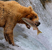 Grizzly bear (Ursus arctos horribilis) trying to catch Salmon leaping up the Brooks Falls, Alaska, USA, August. Small reproduction only.