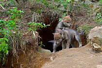 Coyote (Canis latrans) cubs at den entrance, Quebec, Canada, May. Small reproduction only.