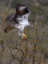 Bonelli's eagle (Aquila fasciata) landing, Catalonia, Spain, February.