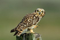 Short eared owl (Asio flammeus) perched on fence post, Vendee, France, October. Small reproduction only.
