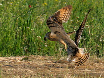 Short eared owls (Asio flammeus) squabbling on ground, Extremadura, Spain, June. Small reproduction only.