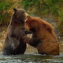Grizzly bears (Ursus arctos horribilis) fighting in river, Katmai National Park, Alaska, USA, August