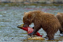 Grizzly  bear (Ursus arctos horribilis) young with Sockeye salmon, Katmai, Alaska, USA, August.