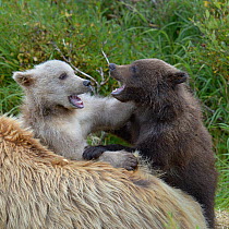Grizzly bear (Ursus arctos horribilis) blond and brown cub playing next to blonde coloured mother, Katmai National Park, Alaska, USA, August.