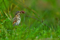 Redwing (Turdus iliacus) with earthworm, Finland, April.