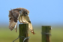 Short eared owl (Asio flammeus) taking off, Breton Marsh, France, December.