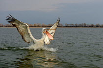 Dalmatian pelicans (Pelecanus crispus) taking off with fish in beak. Lake Kerkini, Greece. February.