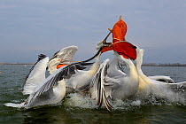 Dalmatian pelicans (Pelecanus crispus) squabbling over fish, Lake Kerkini, Greece, February.