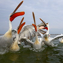 Dalmatian pelicans (Pelecanus crispus) squabbling over fish, Lake Kerkini, Greece, February.