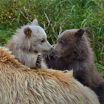 Grizzly bear (Ursus arctos horribilis) blond and brown cubs play fighting next to blond coloured mother, Katmai National Park, August.