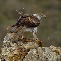 Bonelli's eagle (Aquila fasciata) feeding on Red legged partridge prey, Catalonia, Spain, February.