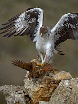 Bonelli's eagle (Aquila fasciata) feeding on Red legged partridge prey, Catalonia, Spain, February.
