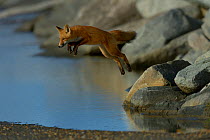 Red fox (Vulpes vulpes) juvenile leaping from rock on the shore, Nome, Alaska, September.