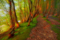European beech (Fagus sylvatica) forest with path and dappled light, artistic soft focus photograph. Marchenwald, Schwarbe, Rgen, Germany, May.