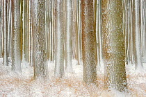 European beech (Fagus sylvatica) and English oak (Quercus robur) woodland, artistic shot of tree trunks in winter, Gespensterwald Nienhagen, Germany, January.