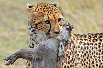 Cheetah (Acinonyx jubatus) with young warthog prey in mouth. Masai Mara, Kenya, Africa. September