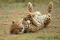 Cheetah (Acinonyx jubatus) rolling on ground. Masai Mara, Kenya, Africa. September.
