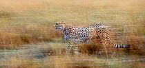 Cheetah (Acinonyx jubatus) walking. Masai Mara, Kenya, Africa. September.