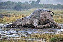 African Elephant (Loxodonta africana) in rain, wallowing in mud. Maasai Mara, Kenya, Africa. September.