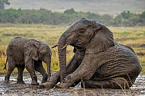 RF- African Elephant (Loxodonta africana) mother and calf in mud wallow in rain. Masai Mara, Kenya, Africa. September. (This image may be licensed either as rights managed or royalty free.)