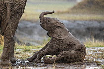 African Elephant (Loxodonta africana) calf in mud wallow in rain Maasai Mara, Kenya, Africa