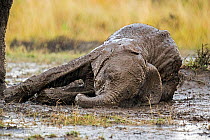 African Elephant (Loxodonta africana) calf in mud wallowing in rain. Maasai Mara, Kenya, Africa. September.