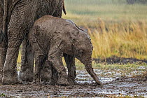 African Elephant (Loxodonta africana) calf in mud during rain. Maasai Mara, Kenya, Africa. September.